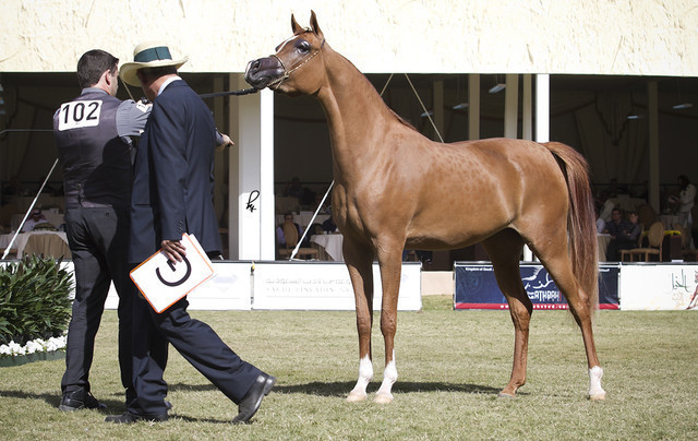 2013 Prince Sultan bin Abdulaziz International Arabian Horse Festival