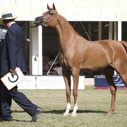2013 Prince Sultan bin Abdulaziz International Arabian Horse Festival
