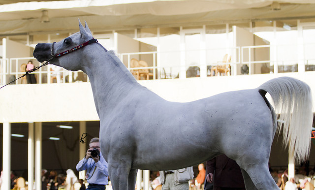 2013 Prince Sultan bin Abdulaziz International Arabian Horse Festival