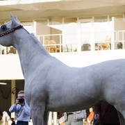 2013 Prince Sultan bin Abdulaziz International Arabian Horse Festival