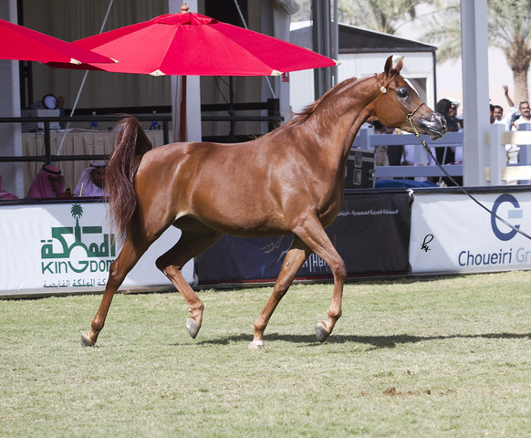 2013 Prince Sultan bin Abdulaziz International Arabian Horse Festival