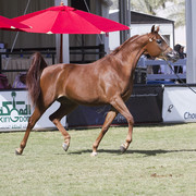 2013 Prince Sultan bin Abdulaziz International Arabian Horse Festival
