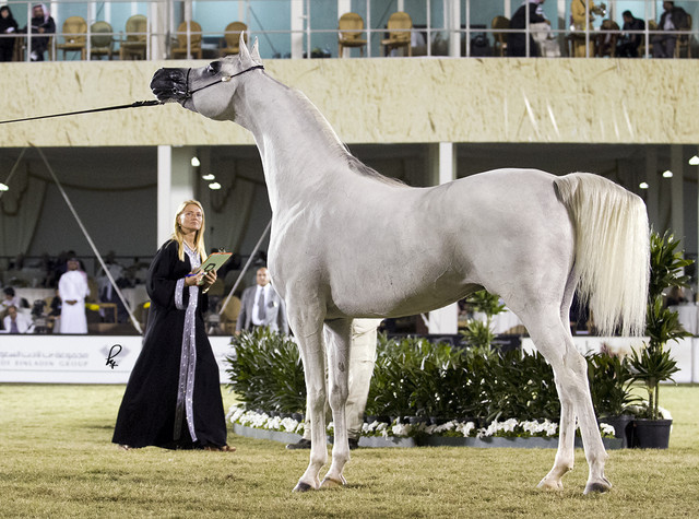 2013 Prince Sultan bin Abdulaziz International Arabian Horse Festival