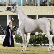 2013 Prince Sultan bin Abdulaziz International Arabian Horse Festival