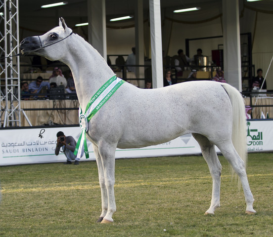 2013 Prince Sultan bin Abdulaziz International Arabian Horse Festival