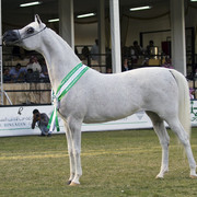 2013 Prince Sultan bin Abdulaziz International Arabian Horse Festival