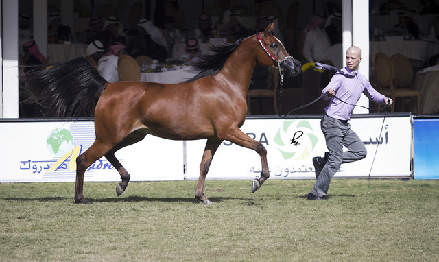 2013 Prince Sultan bin Abdulaziz International Arabian Horse Festival