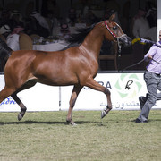 2013 Prince Sultan bin Abdulaziz International Arabian Horse Festival