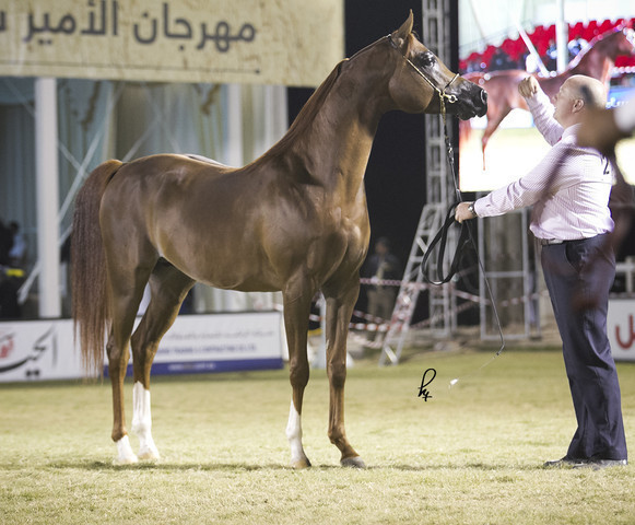 2013 Prince Sultan bin Abdulaziz International Arabian Horse Festival