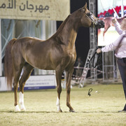 2013 Prince Sultan bin Abdulaziz International Arabian Horse Festival
