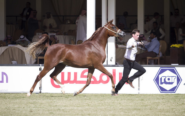 2013 Prince Sultan bin Abdulaziz International Arabian Horse Festival