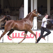 2013 Prince Sultan bin Abdulaziz International Arabian Horse Festival