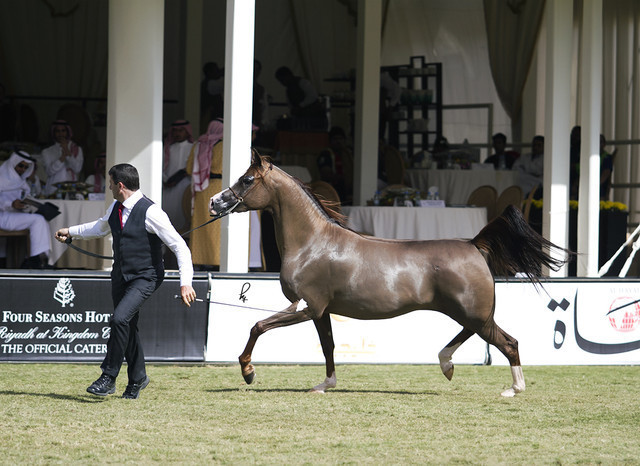 2013 Prince Sultan bin Abdulaziz International Arabian Horse Festival
