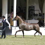 2013 Prince Sultan bin Abdulaziz International Arabian Horse Festival