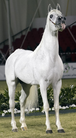 2013 Prince Sultan bin Abdulaziz International Arabian Horse Festival