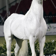 2013 Prince Sultan bin Abdulaziz International Arabian Horse Festival