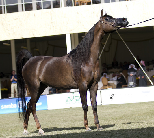 2013 Prince Sultan bin Abdulaziz International Arabian Horse Festival