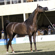 2013 Prince Sultan bin Abdulaziz International Arabian Horse Festival