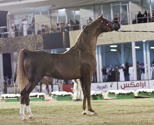 2013 Prince Sultan bin Abdulaziz International Arabian Horse Festival