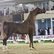 2013 Prince Sultan bin Abdulaziz International Arabian Horse Festival
