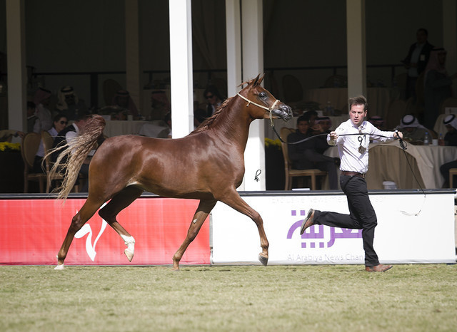 2013 Prince Sultan bin Abdulaziz International Arabian Horse Festival