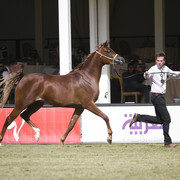 2013 Prince Sultan bin Abdulaziz International Arabian Horse Festival