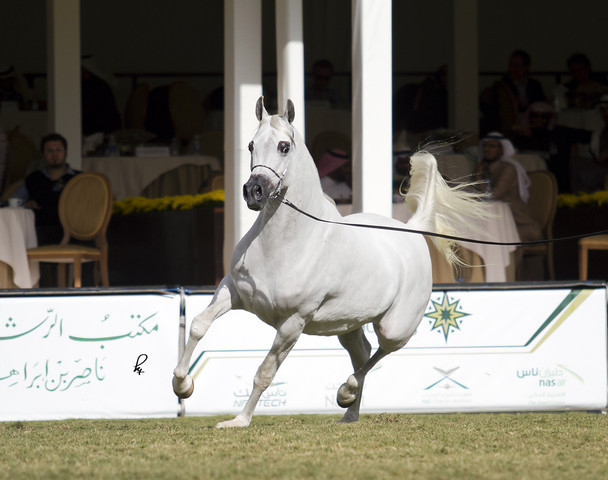 2013 Prince Sultan bin Abdulaziz International Arabian Horse Festival