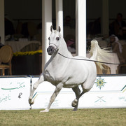 2013 Prince Sultan bin Abdulaziz International Arabian Horse Festival