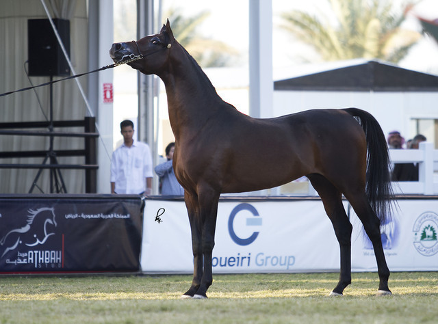 2013 Prince Sultan bin Abdulaziz International Arabian Horse Festival