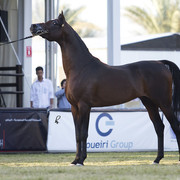 2013 Prince Sultan bin Abdulaziz International Arabian Horse Festival