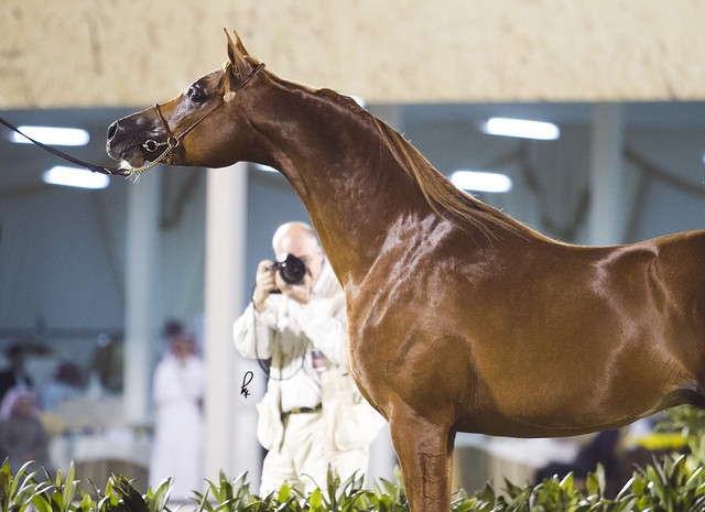 2013 Prince Sultan bin Abdulaziz International Arabian Horse Festival