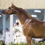 2013 Prince Sultan bin Abdulaziz International Arabian Horse Festival