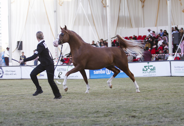 2013 Prince Sultan bin Abdulaziz International Arabian Horse Festival