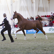 2013 Prince Sultan bin Abdulaziz International Arabian Horse Festival
