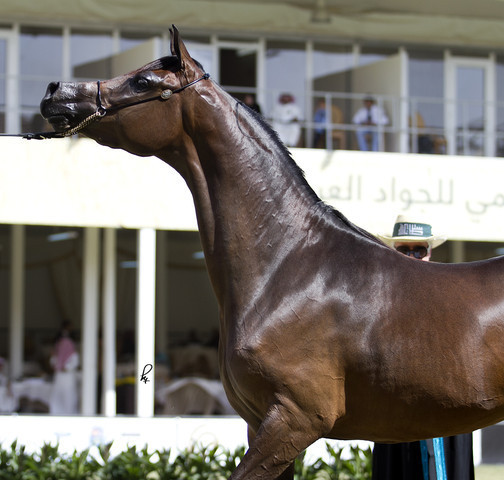 2013 Prince Sultan bin Abdulaziz International Arabian Horse Festival