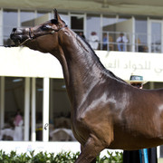 2013 Prince Sultan bin Abdulaziz International Arabian Horse Festival