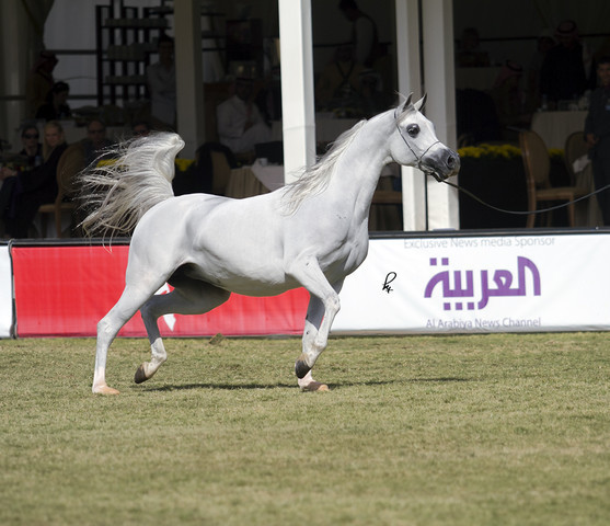 2013 Prince Sultan bin Abdulaziz International Arabian Horse Festival