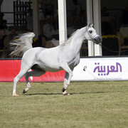 2013 Prince Sultan bin Abdulaziz International Arabian Horse Festival
