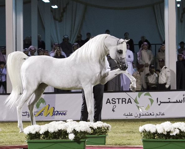 2013 Prince Sultan bin Abdulaziz International Arabian Horse Festival