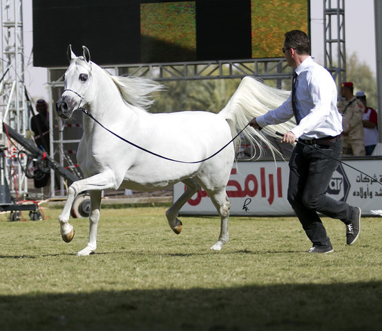 2013 Prince Sultan bin Abdulaziz International Arabian Horse Festival