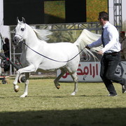 2013 Prince Sultan bin Abdulaziz International Arabian Horse Festival