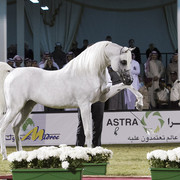 2013 Prince Sultan bin Abdulaziz International Arabian Horse Festival