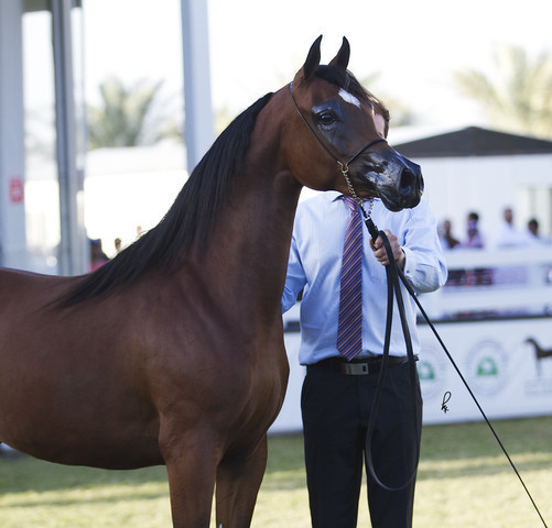 2013 Prince Sultan bin Abdulaziz International Arabian Horse Festival