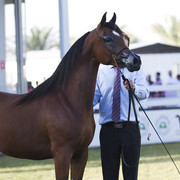 2013 Prince Sultan bin Abdulaziz International Arabian Horse Festival