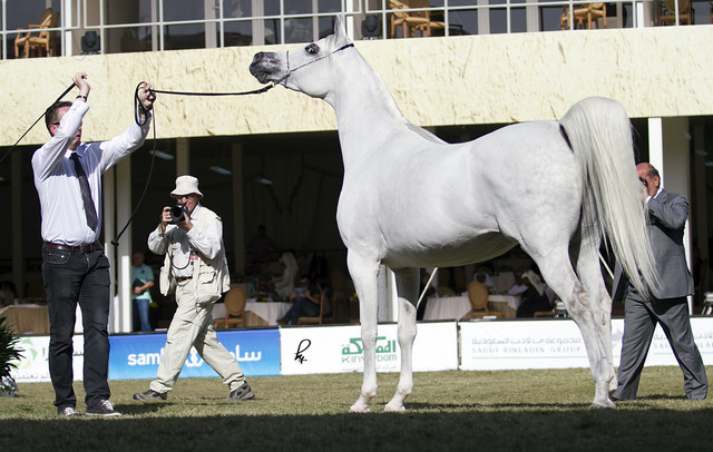 2013 Prince Sultan bin Abdulaziz International Arabian Horse Festival
