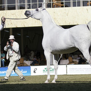 2013 Prince Sultan bin Abdulaziz International Arabian Horse Festival