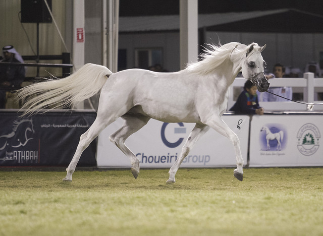 2013 Prince Sultan bin Abdulaziz International Arabian Horse Festival