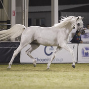 2013 Prince Sultan bin Abdulaziz International Arabian Horse Festival