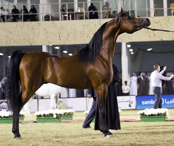 2013 Prince Sultan bin Abdulaziz International Arabian Horse Festival
