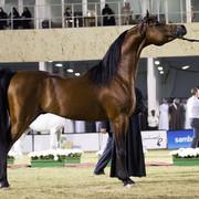 2013 Prince Sultan bin Abdulaziz International Arabian Horse Festival